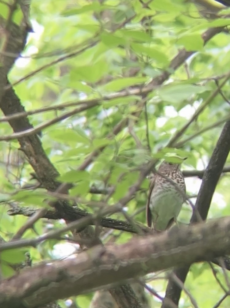 Gray-cheeked Thrush - ML449312771