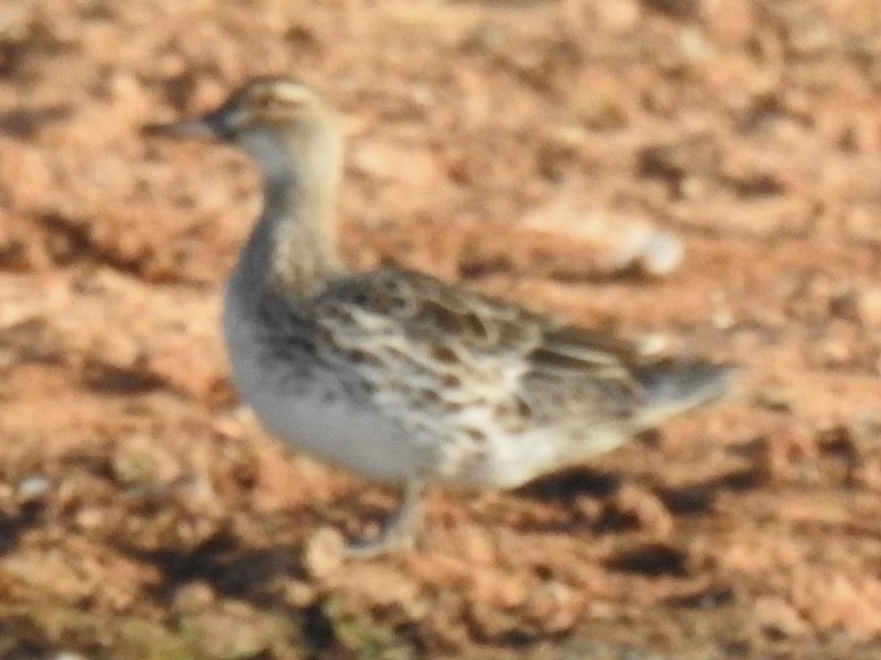 Garganey/Green-winged Teal - ML449313221