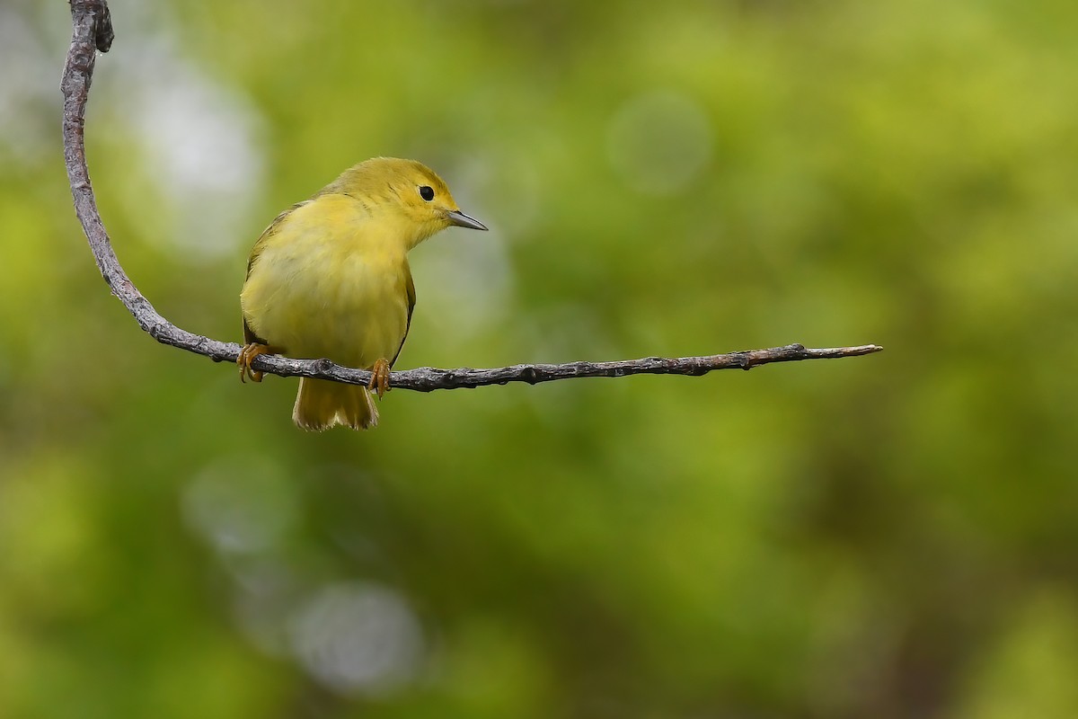 Yellow Warbler - Steve McDonald