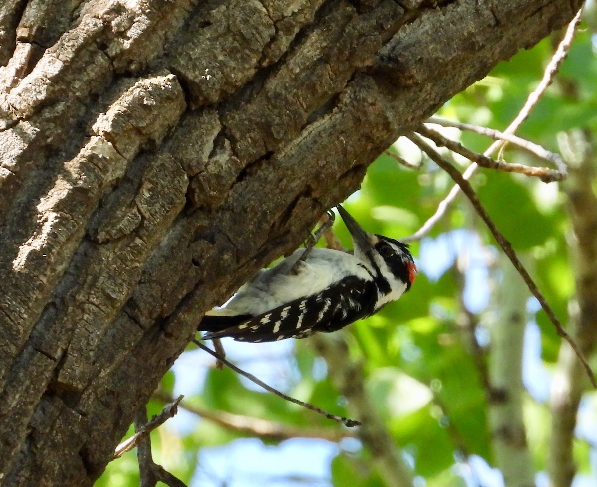 Hairy Woodpecker - Joan Grant