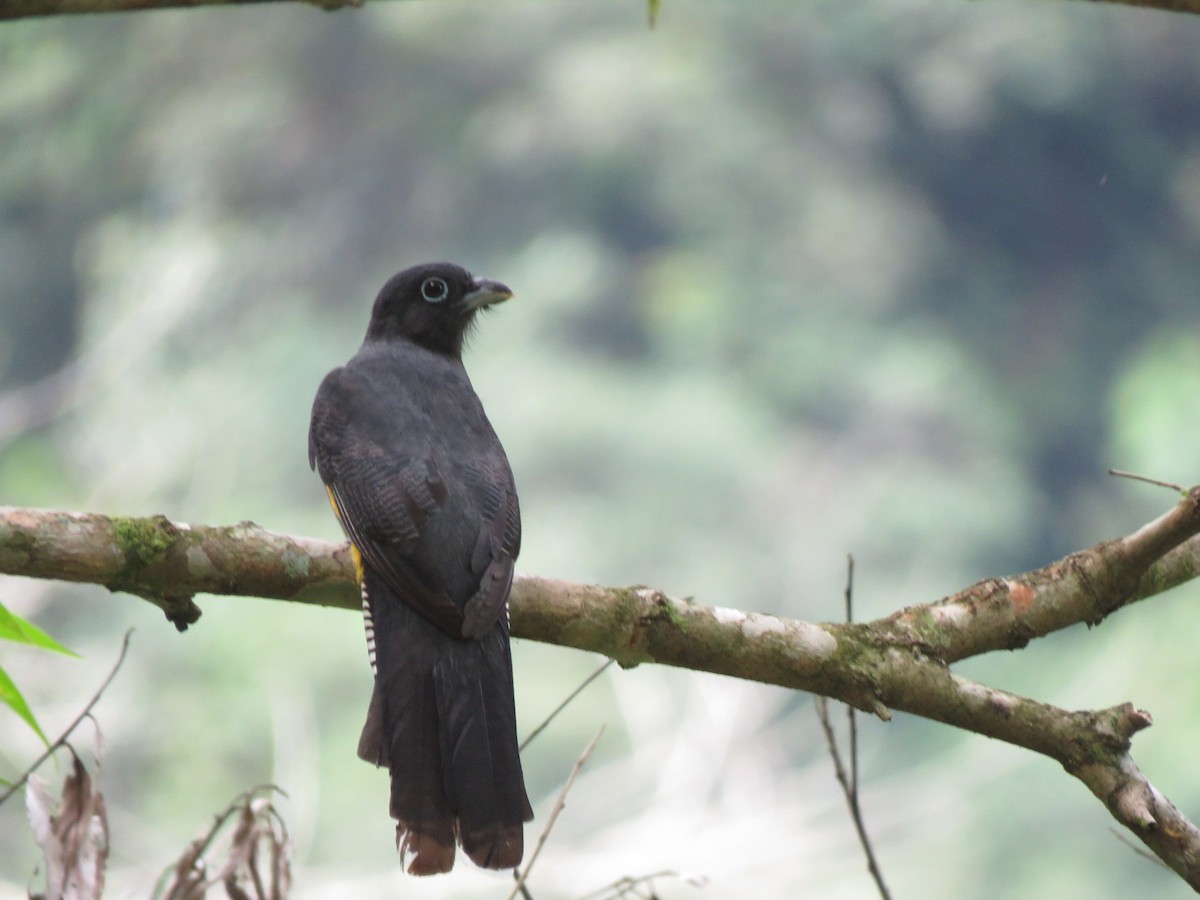 trogon zelenohřbetý - ML449316971