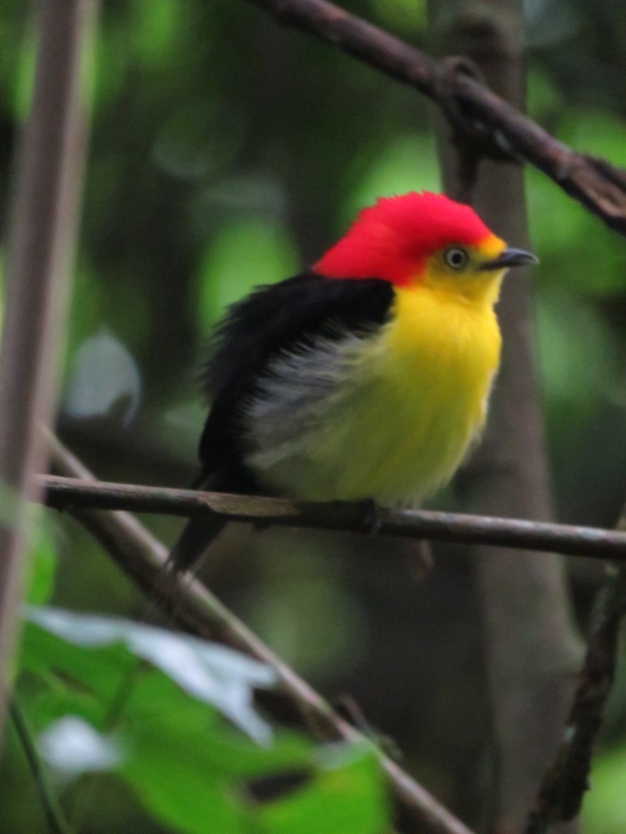 Wire-tailed Manakin - ML449317381