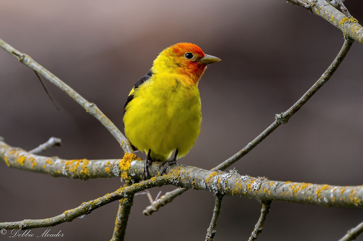 Western Tanager - ML449317861