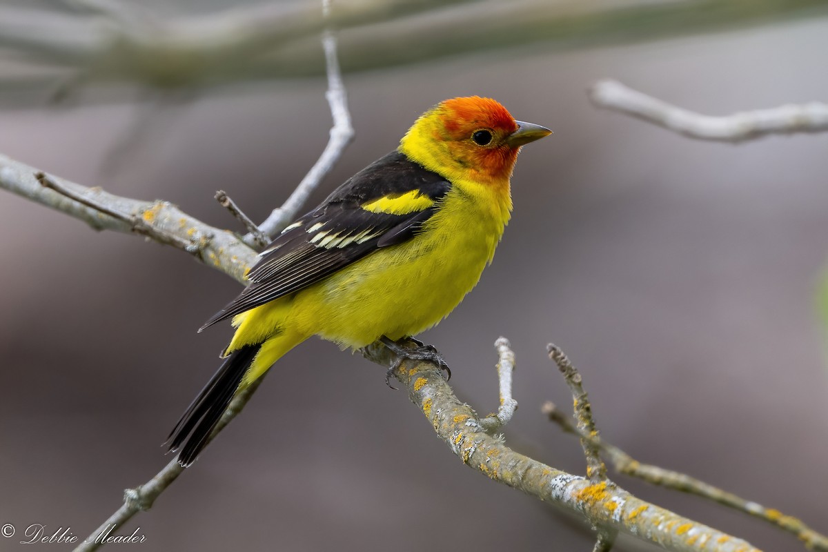 Western Tanager - ML449317961