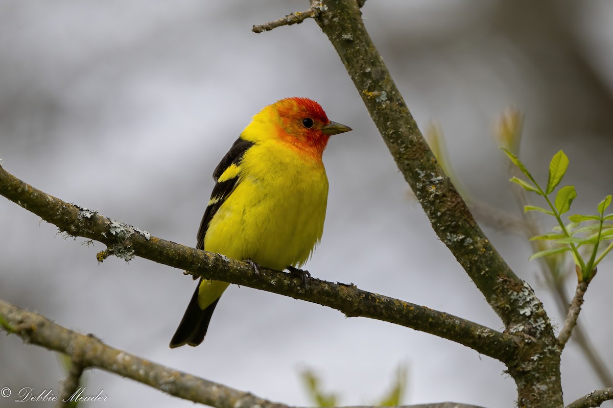 Western Tanager - ML449318091