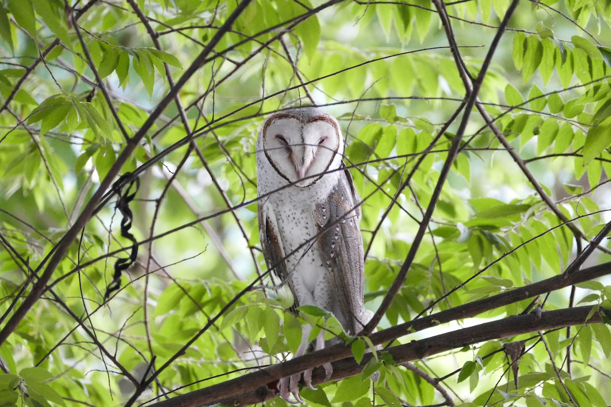 Barn Owl - Jared HJ Tan