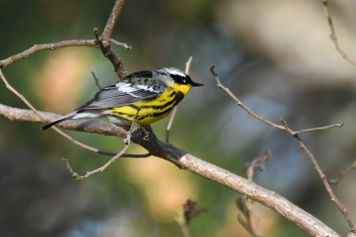 Magnolia Warbler - Steve McDonald