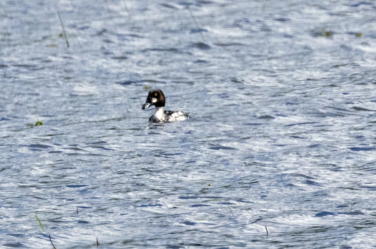 Common Goldeneye - ML449321551