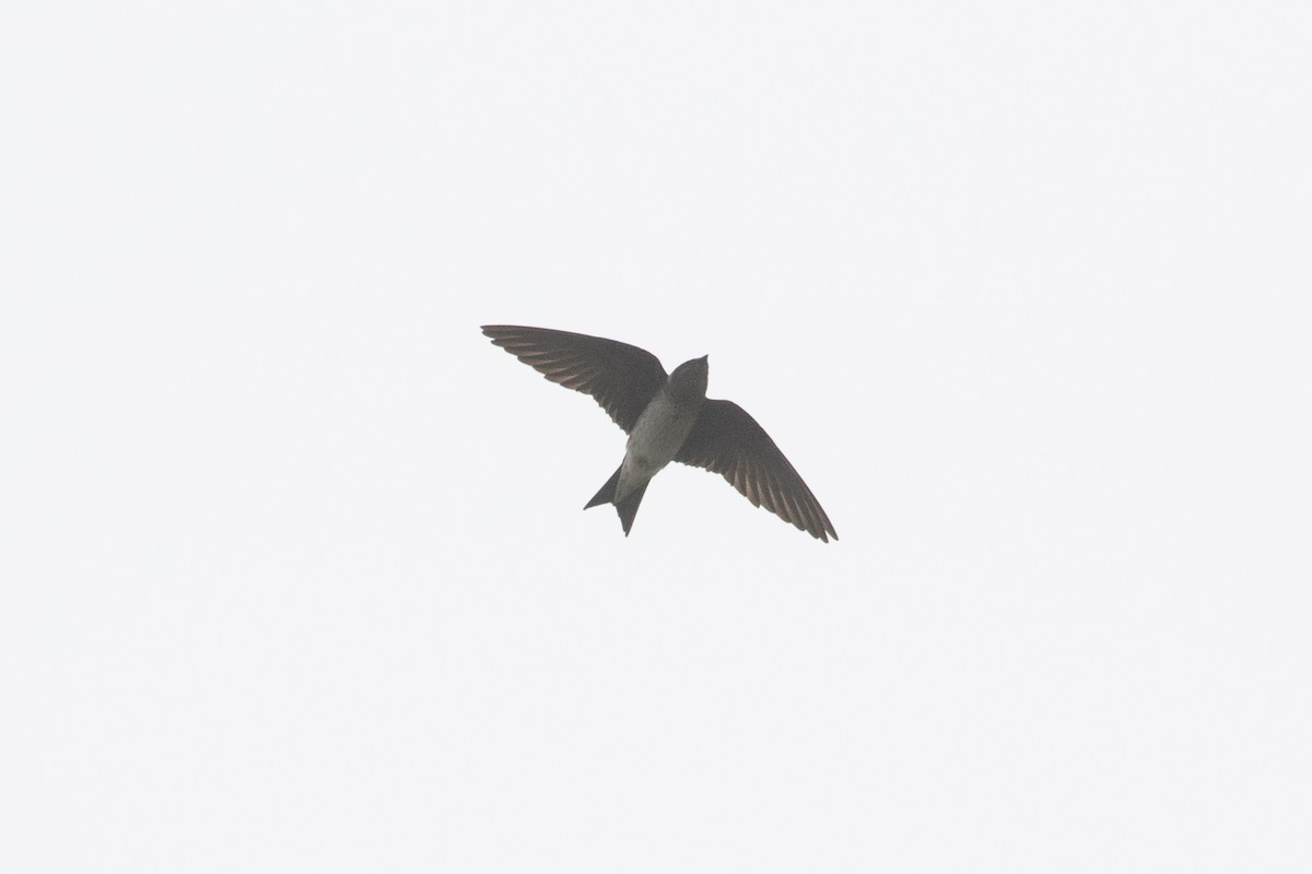 Purple Martin - ML449321671