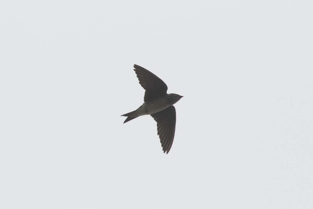 Purple Martin - ML449321681