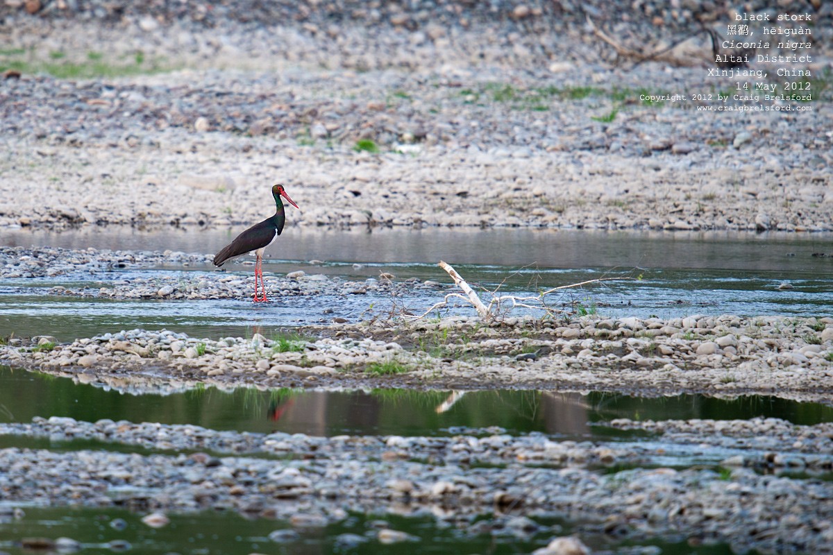 Black Stork - ML44932311