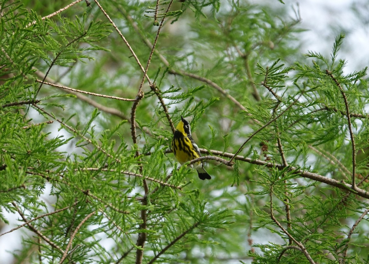 Magnolia Warbler - Catherine Lang