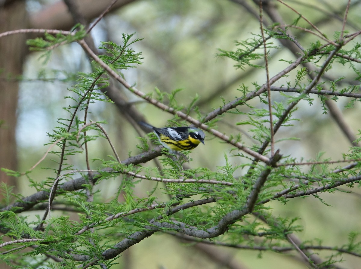 Magnolia Warbler - ML449324251