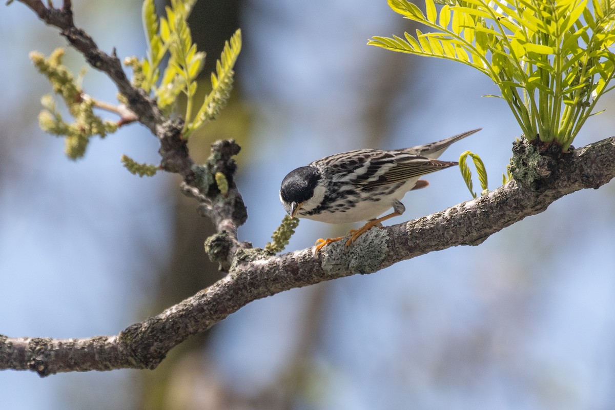 Blackpoll Warbler - ML449324321