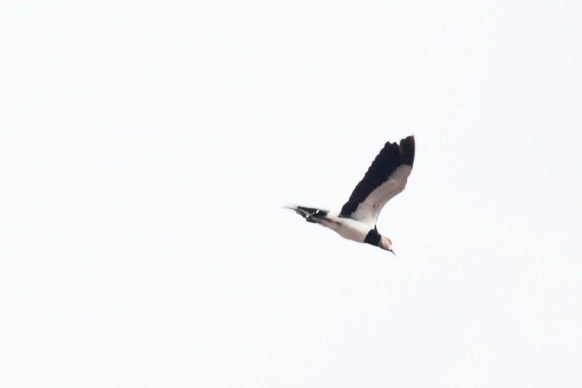 Southern Lapwing - ML449325071