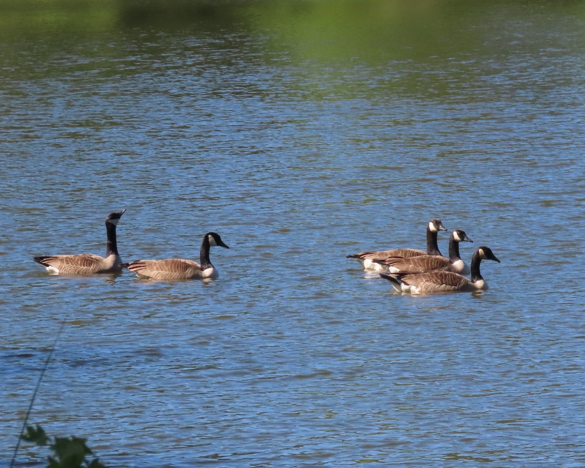 Canada Goose - ML449325171