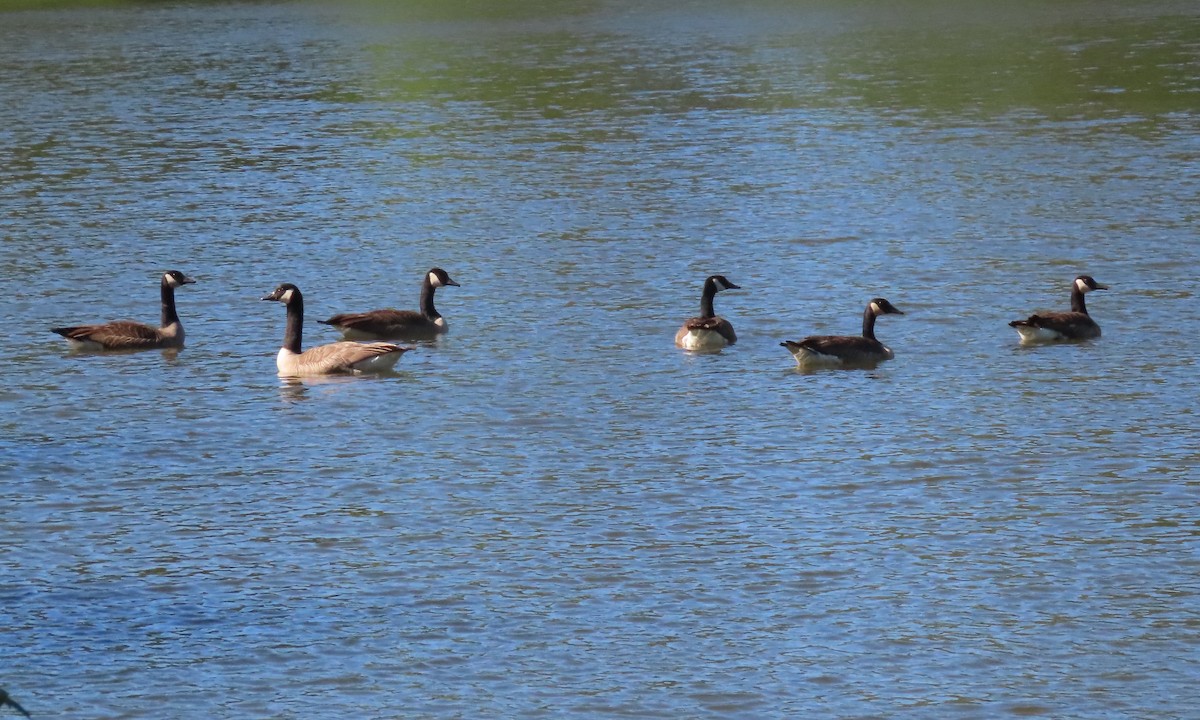 Canada Goose - ML449325251
