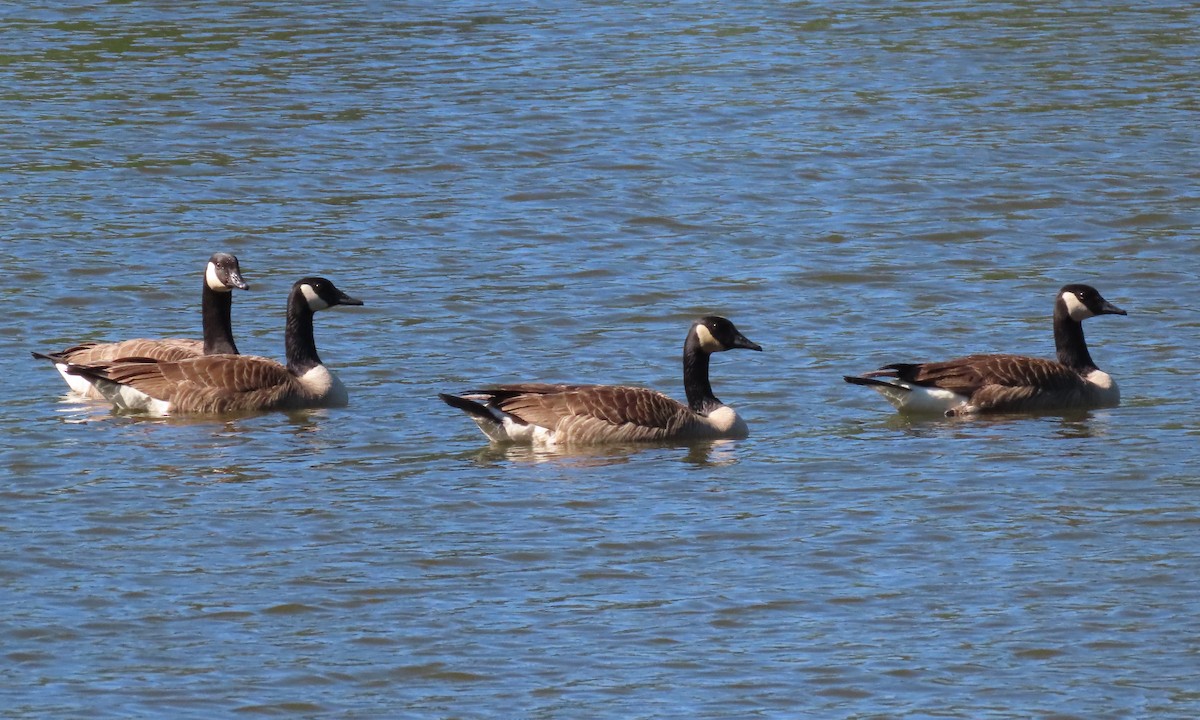 Canada Goose - ML449325281