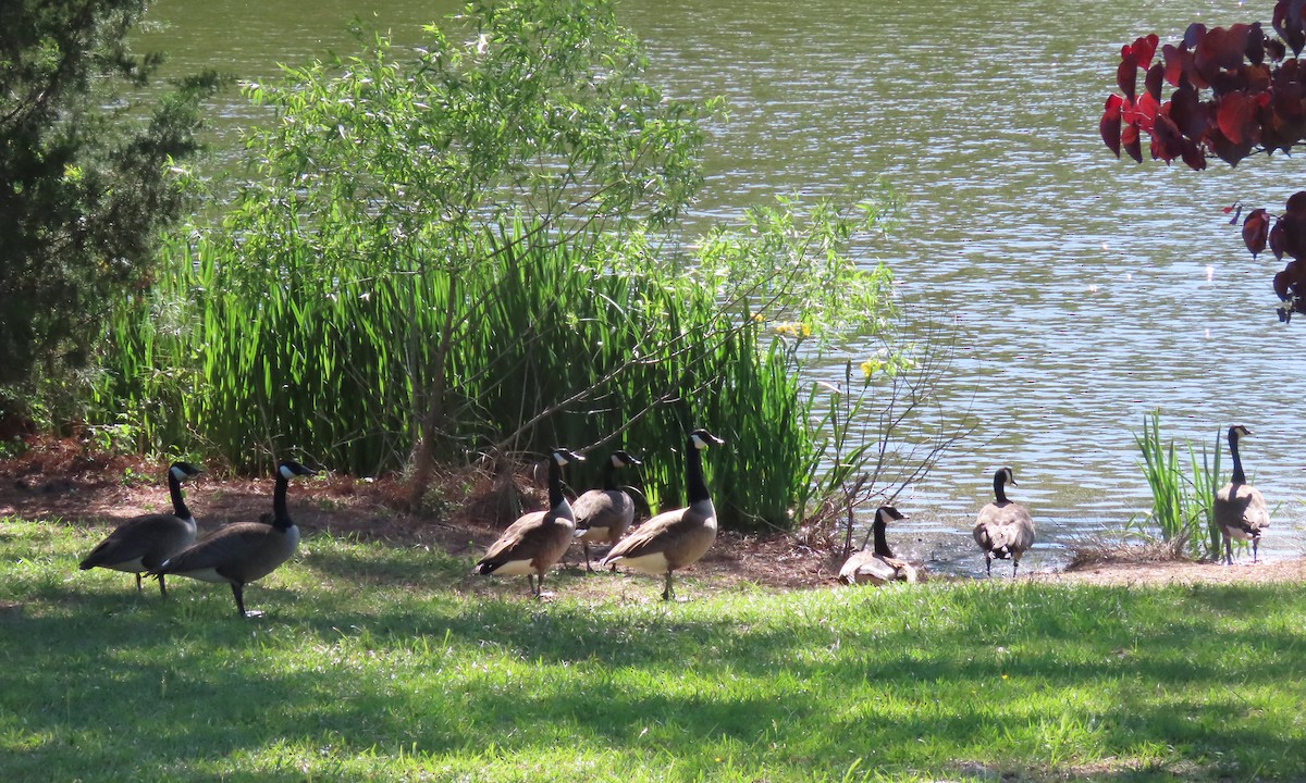Canada Goose - ML449325331