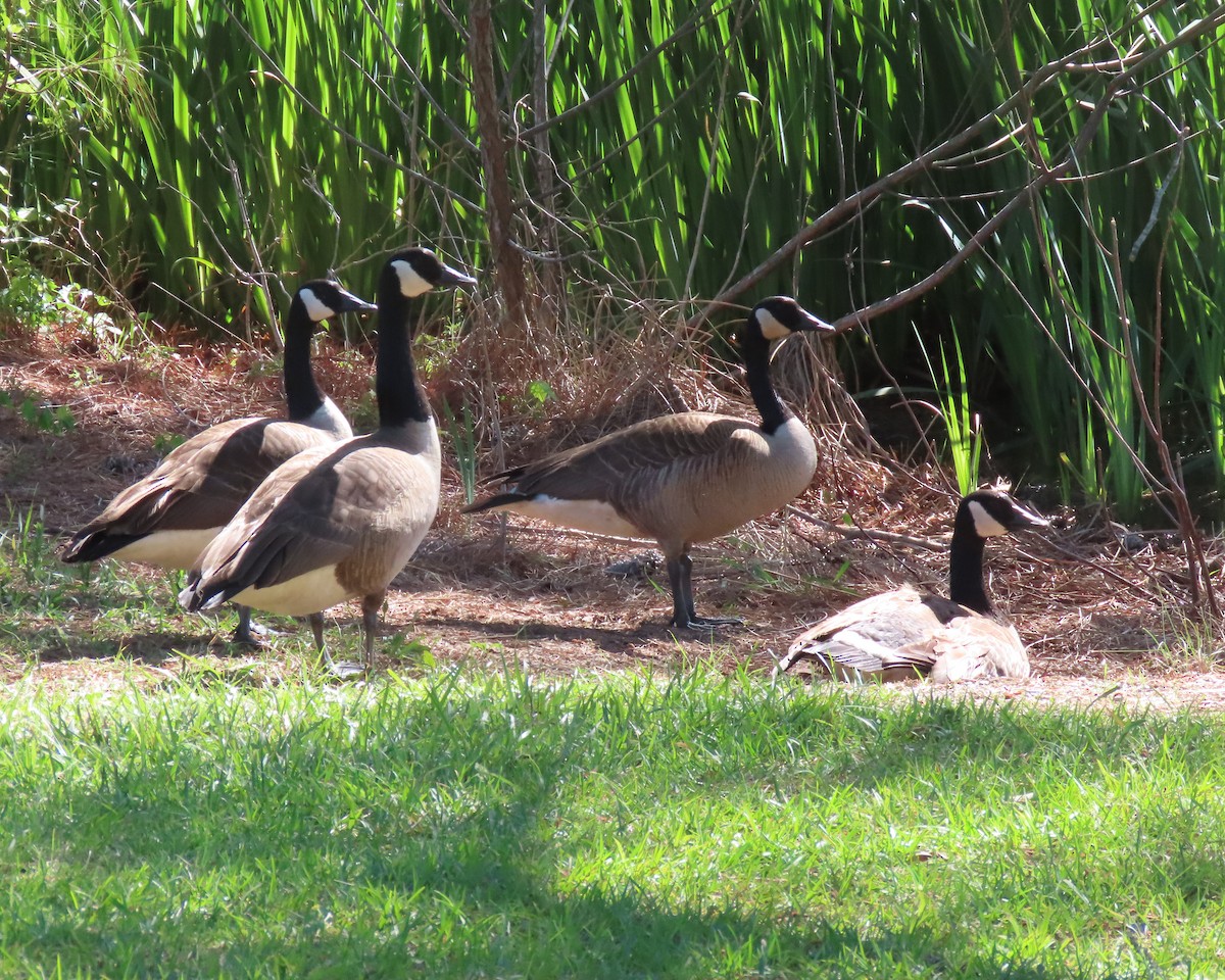 Canada Goose - ML449325351