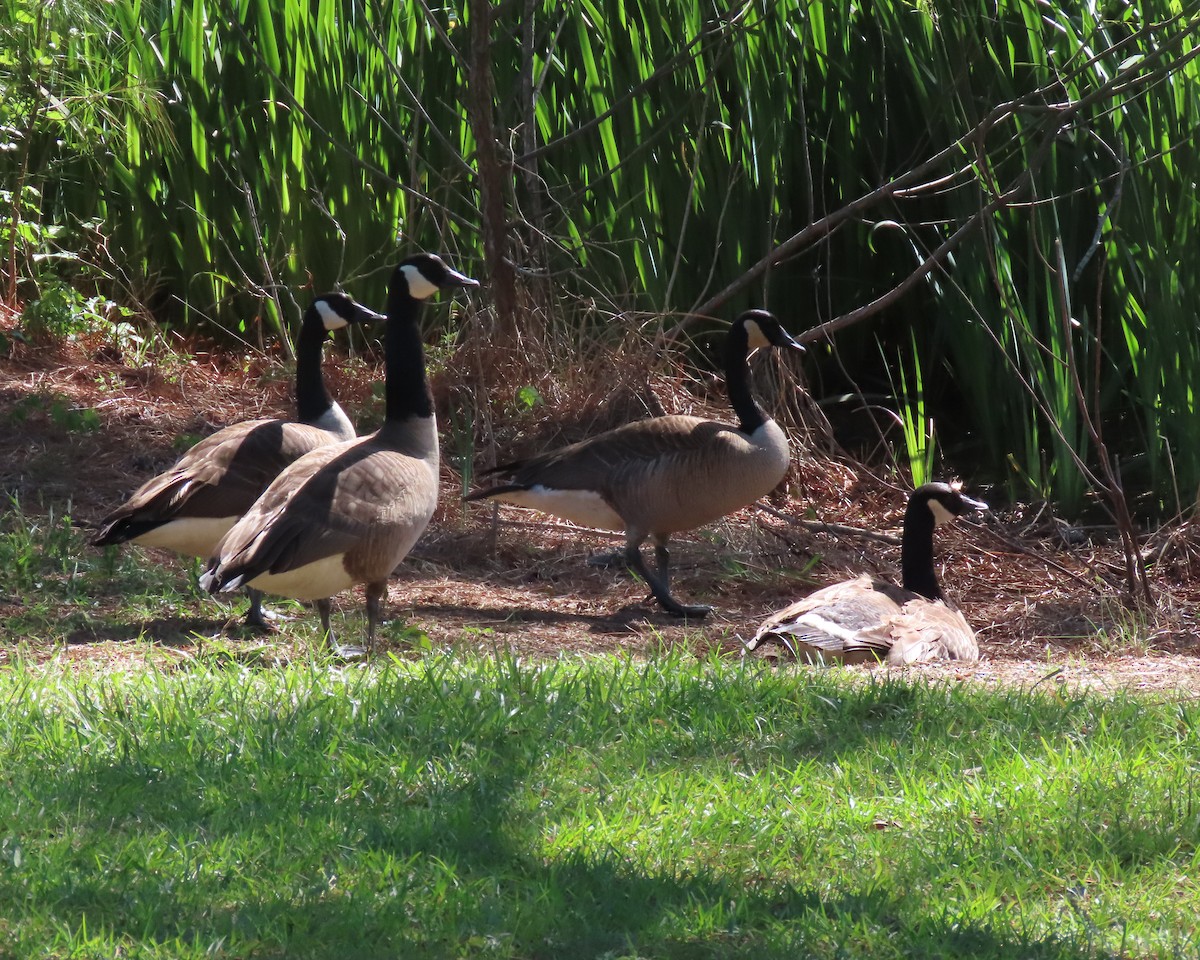 Canada Goose - ML449325361
