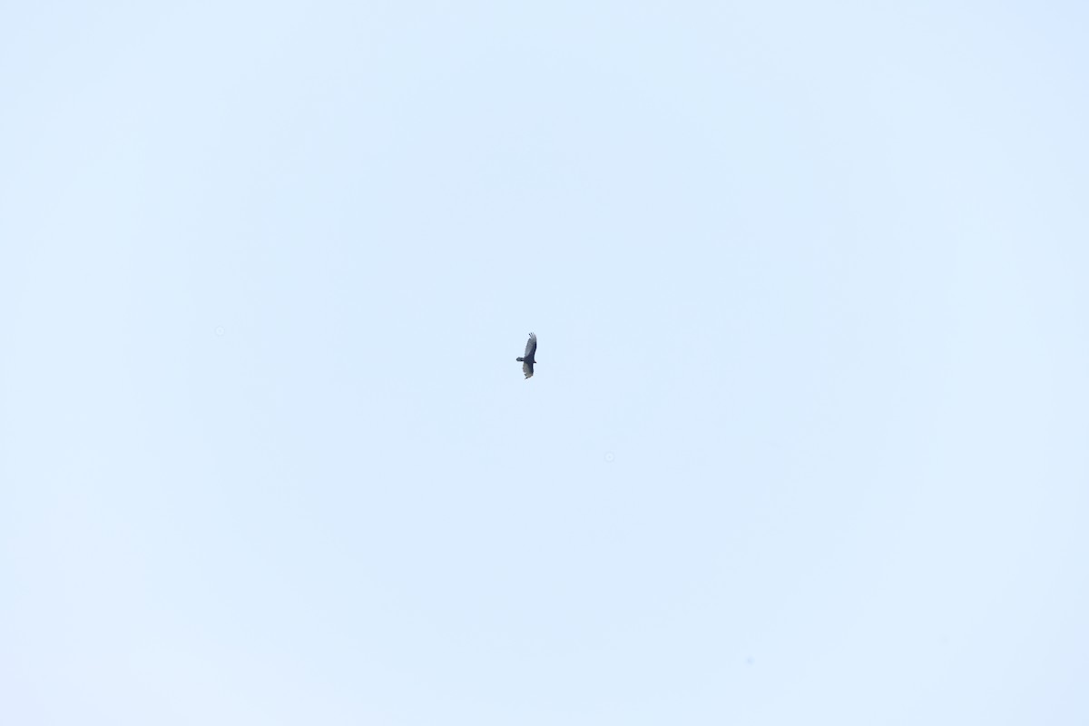 Turkey Vulture - ML449329951