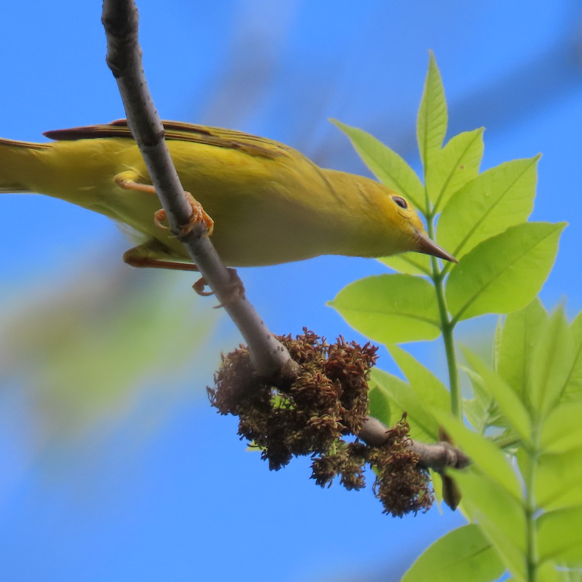 Northern Yellow Warbler - ML449329981