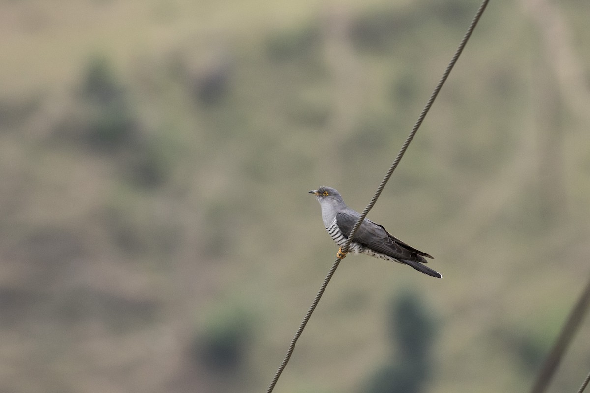 Common Cuckoo - Ramesh Shenai