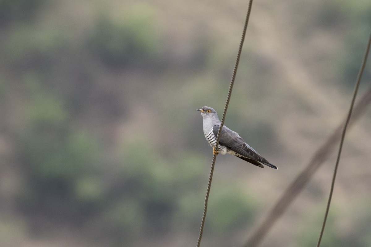 Common Cuckoo - Ramesh Shenai