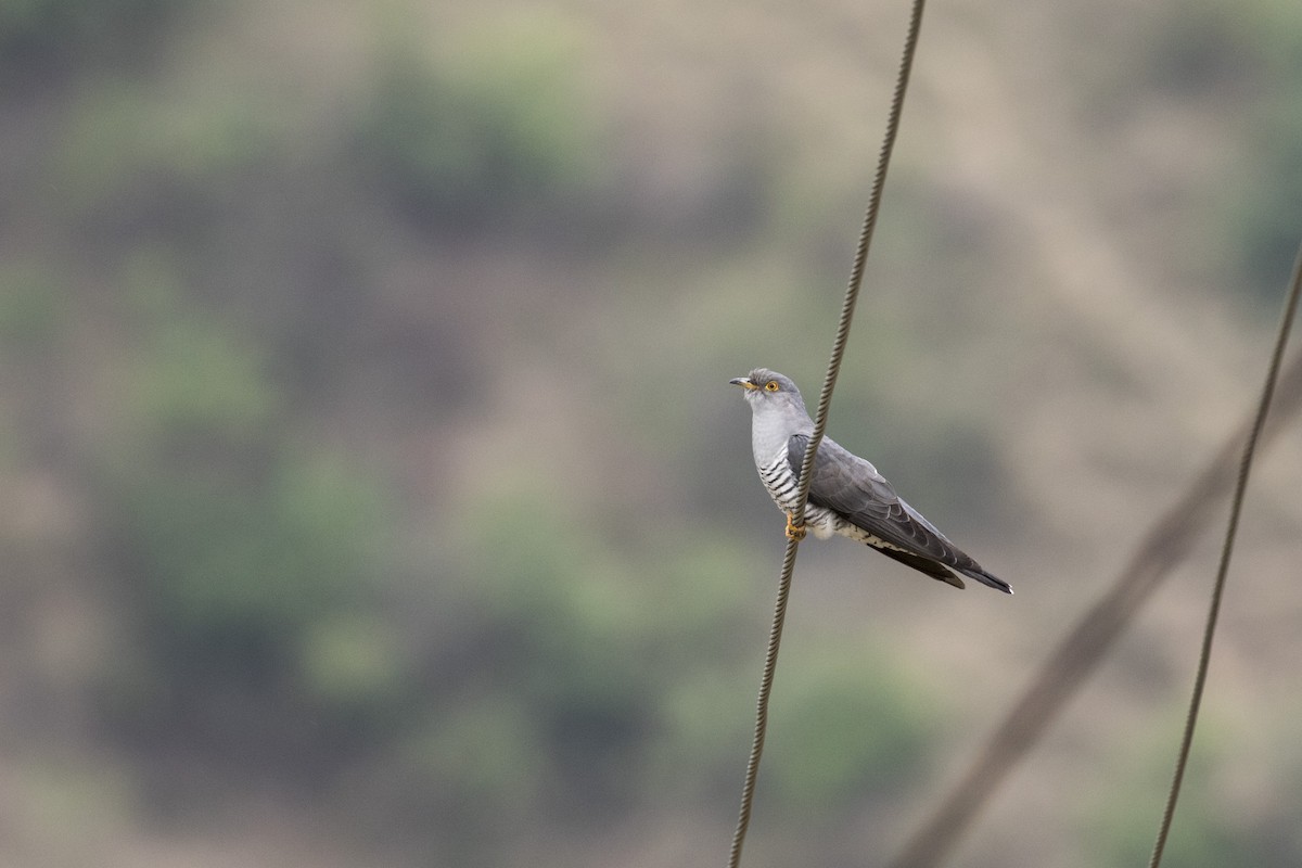 Common Cuckoo - Ramesh Shenai