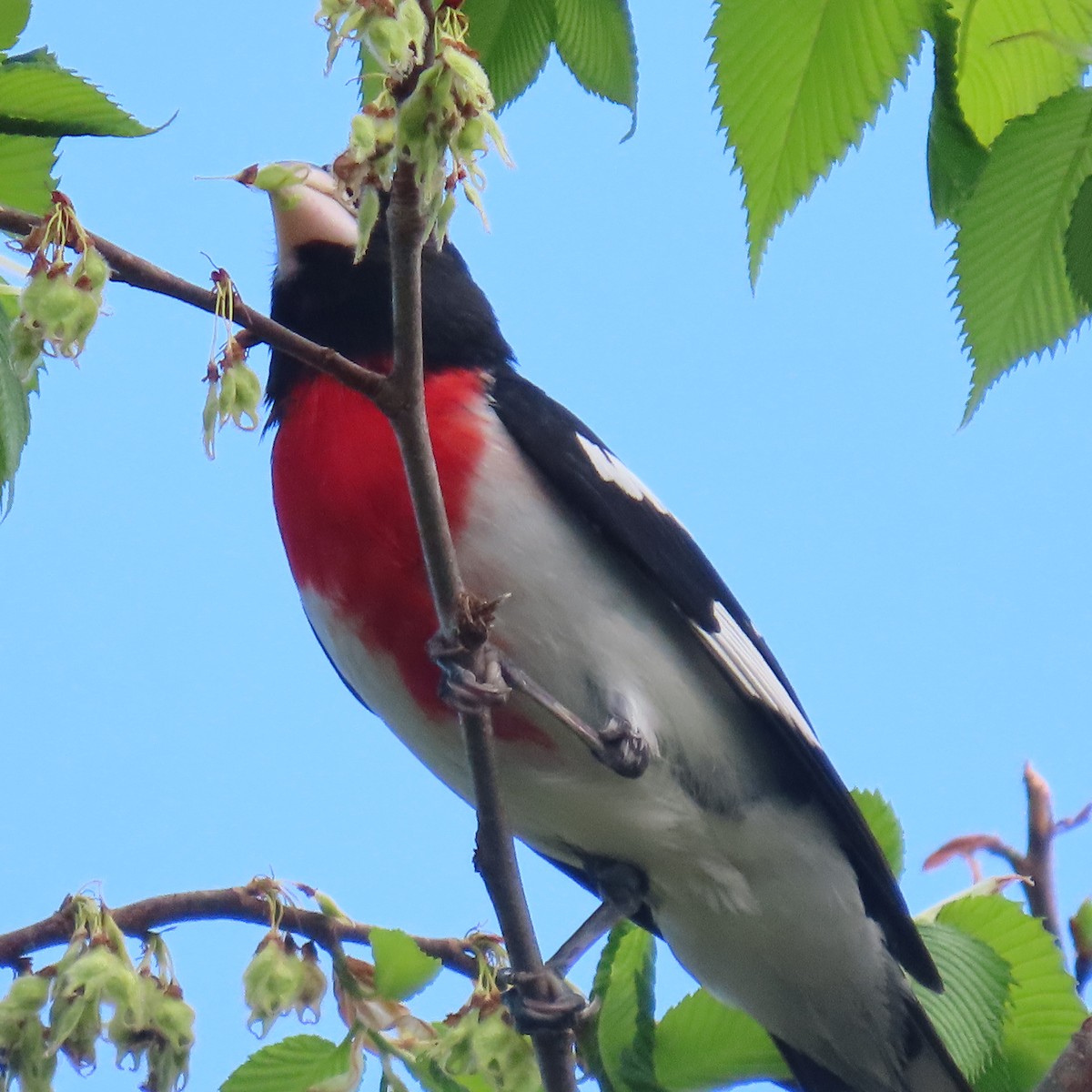 Rose-breasted Grosbeak - ML449330251