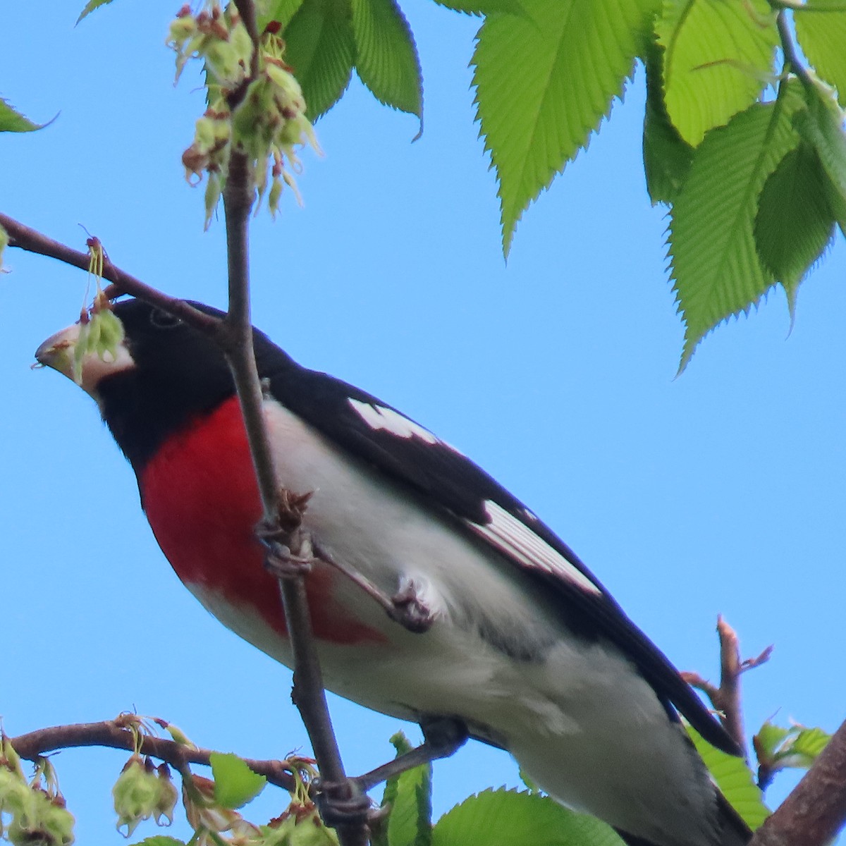 Rose-breasted Grosbeak - ML449330261