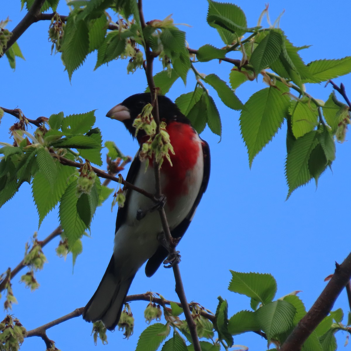 Rose-breasted Grosbeak - ML449330271