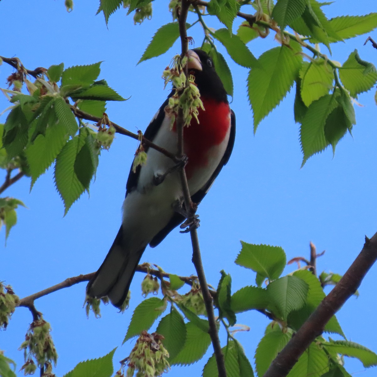 Rose-breasted Grosbeak - ML449330281