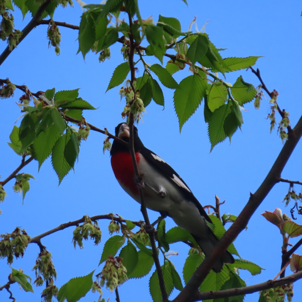 Rose-breasted Grosbeak - ML449330311