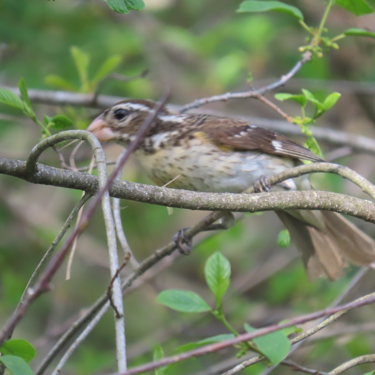 Rose-breasted Grosbeak - Pamela Low