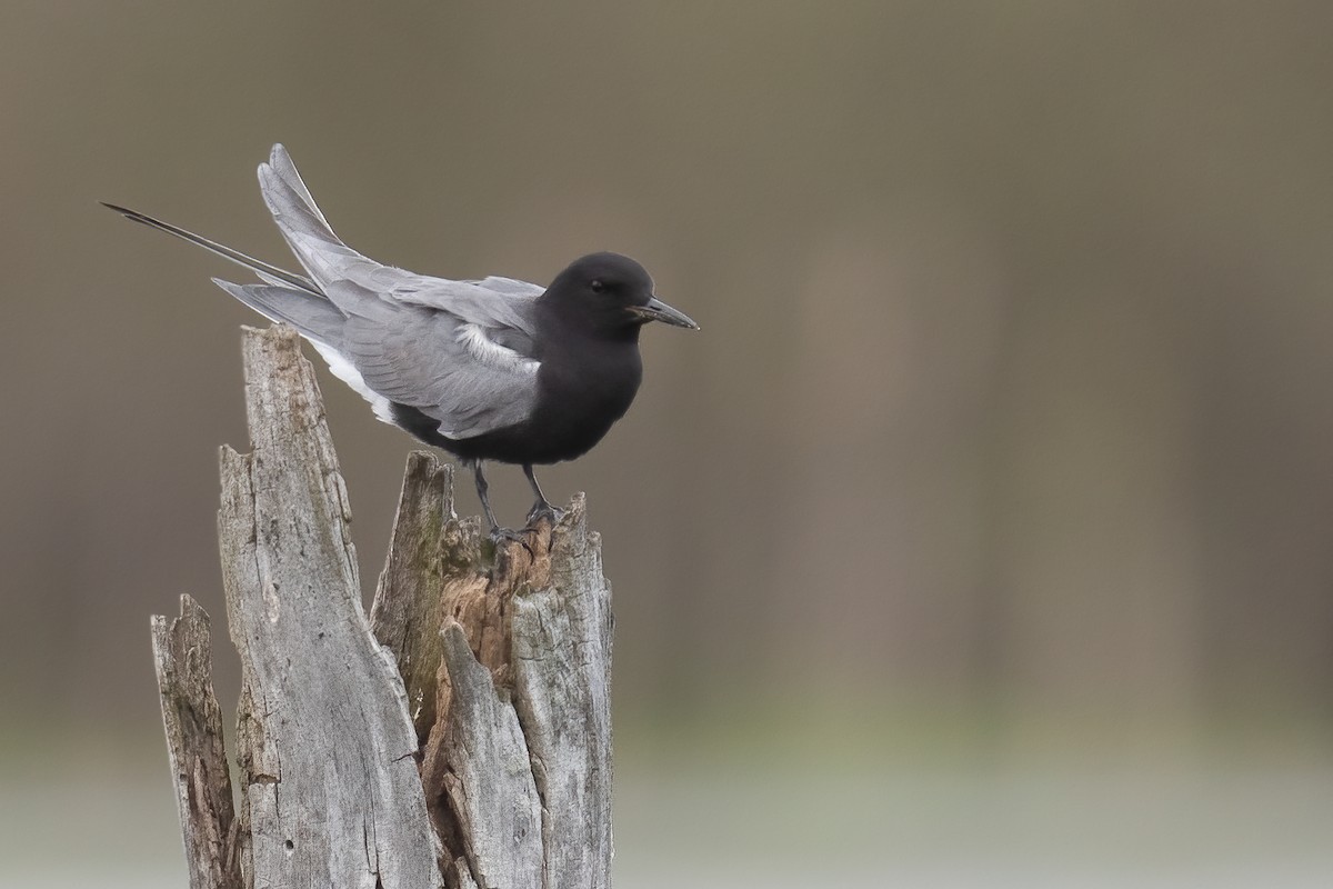 Black Tern - ML449330411