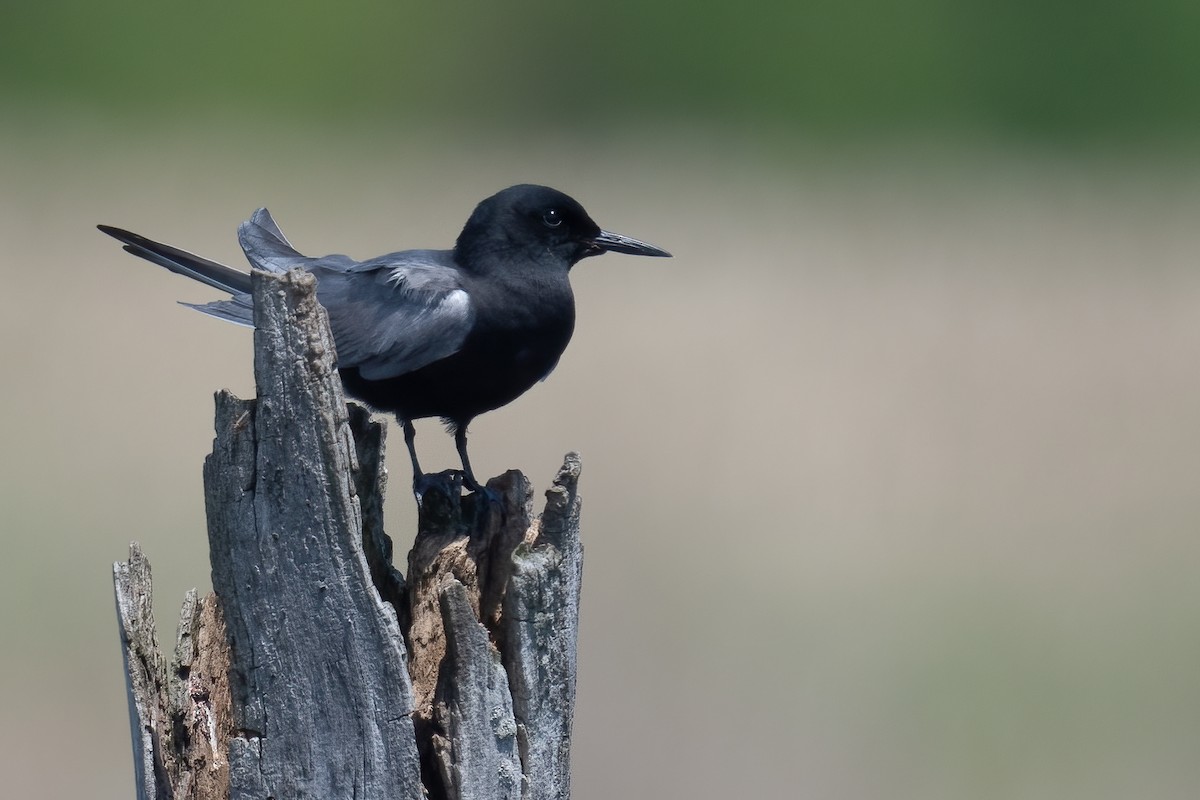 Black Tern - ML449330421