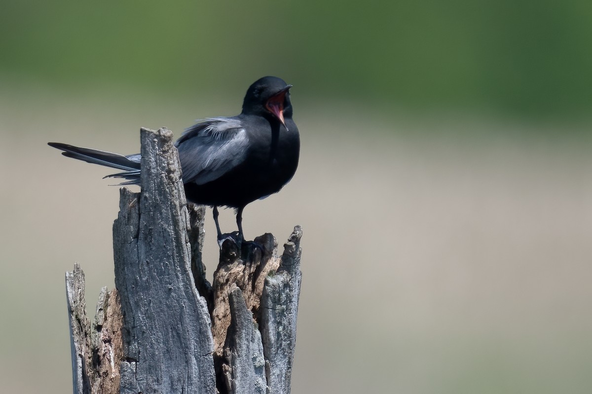 Black Tern - ML449330431