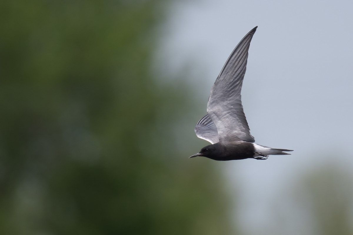 Black Tern - ML449330531