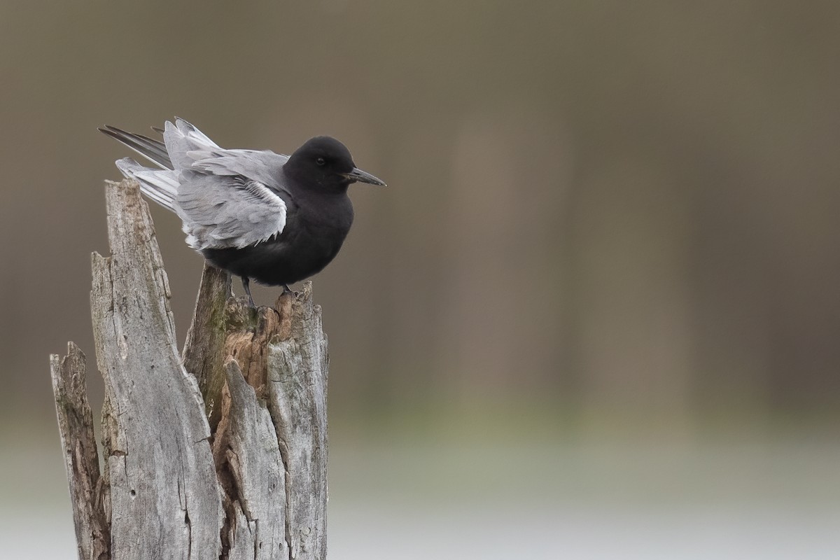 Black Tern - ML449330631