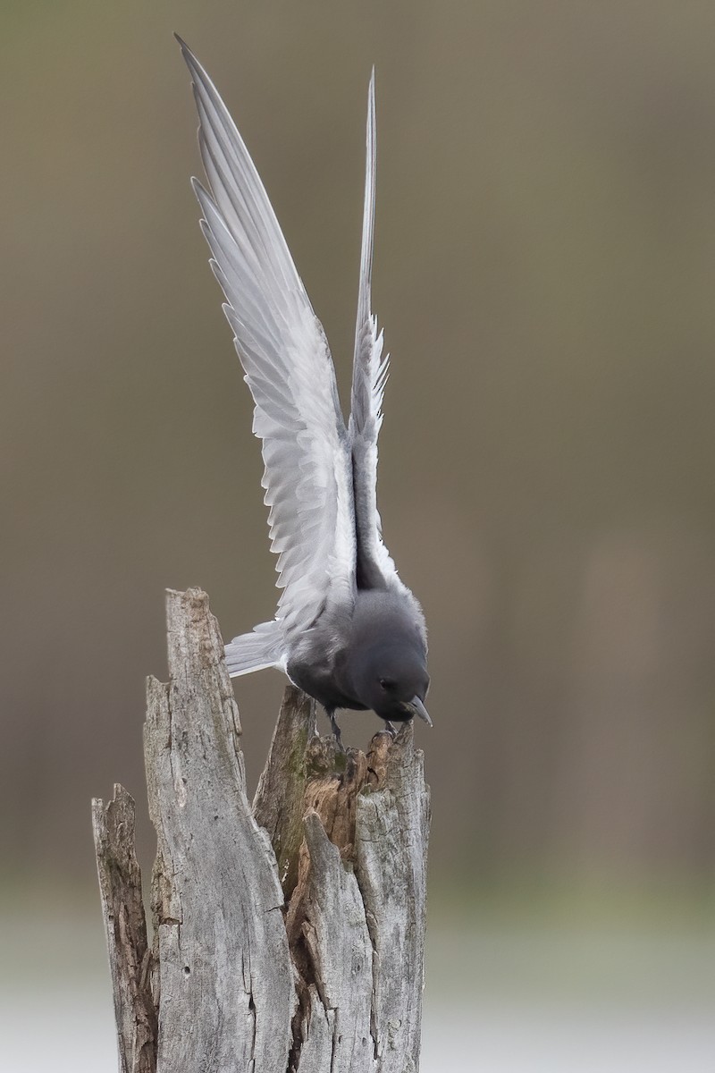 ハシグロクロハラアジサシ - ML449330641