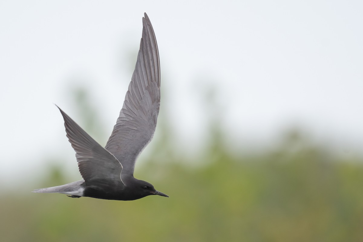 Black Tern - ML449330721