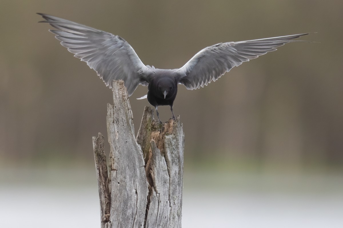 Black Tern - ML449330771