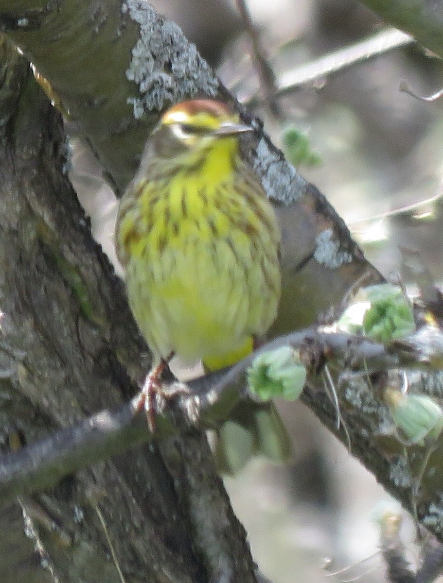 Palm Warbler - ML449332361