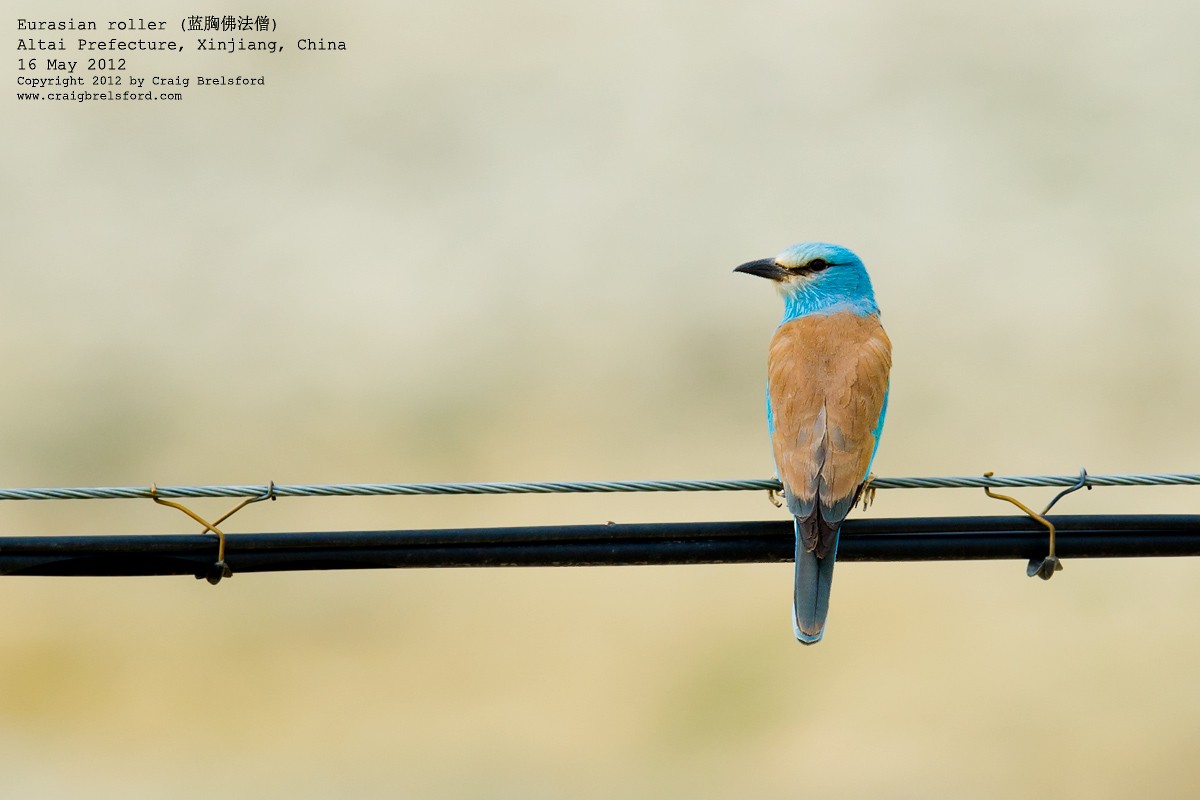 European Roller - ML44933241