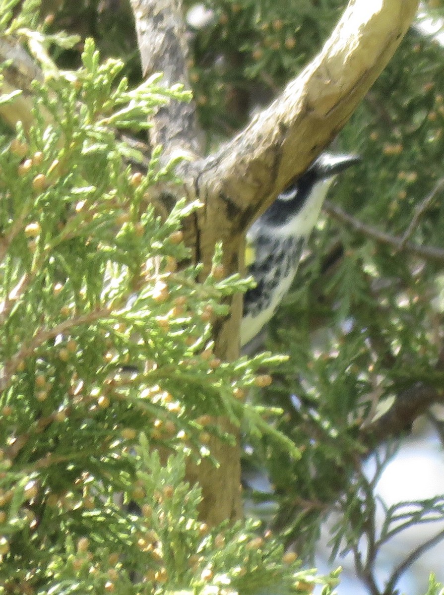 Yellow-rumped Warbler (Myrtle) - ML449332561