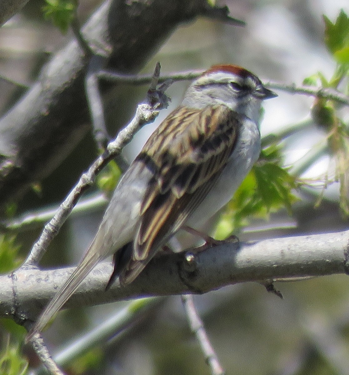 Chipping Sparrow - ML449332861