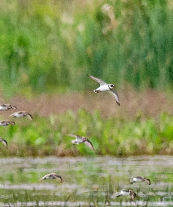 Semipalmated Plover - ML449333261