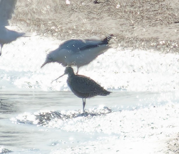 Hudsonian Godwit - ML449334011